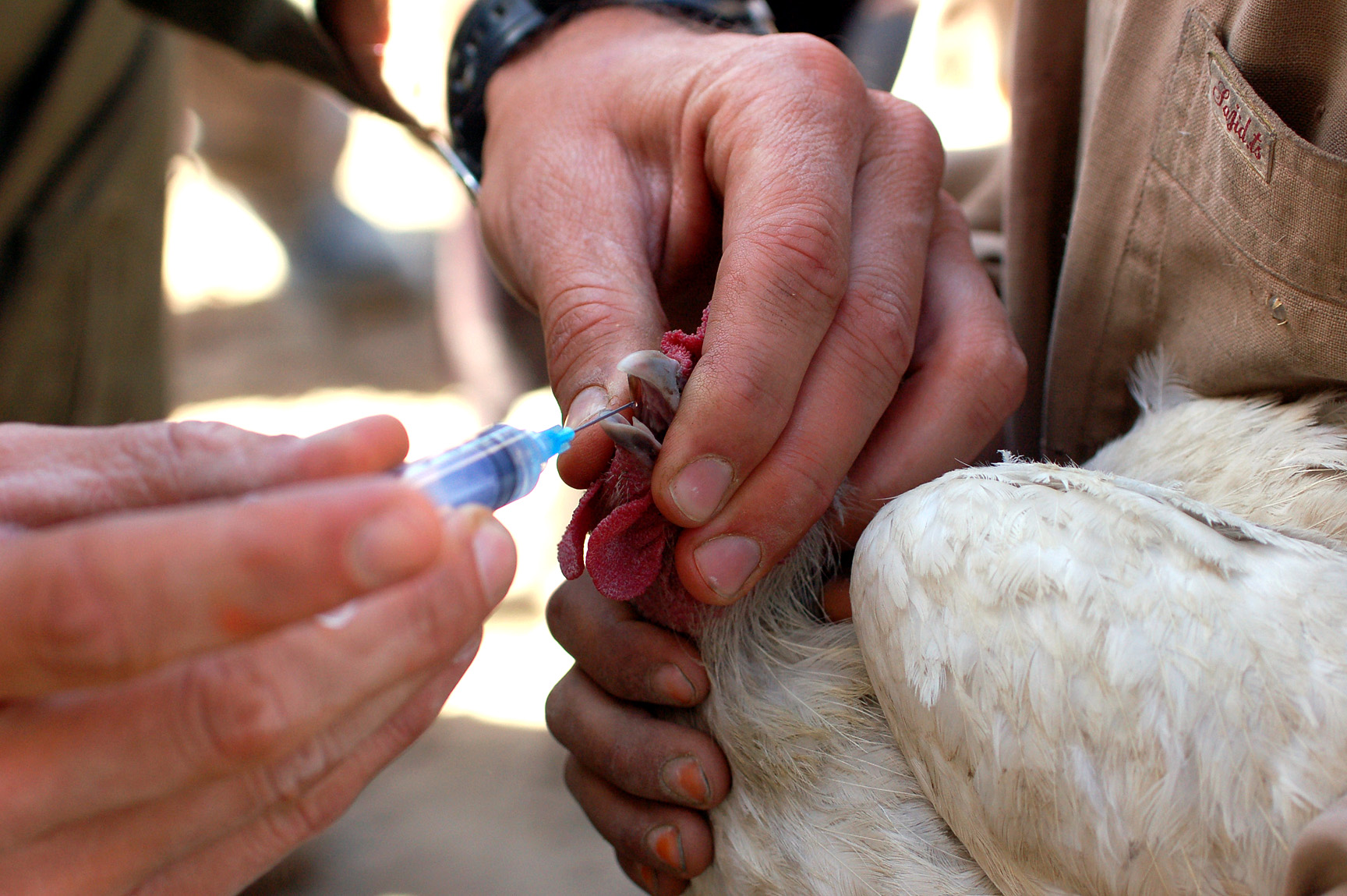 Vaccinazione veterinaria di una gallina